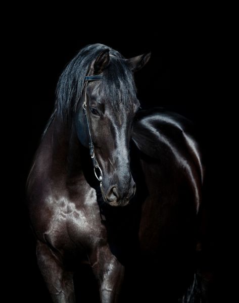 پرتره اسب سیاه جدا شده روی اسب سیاه و سفید اوکراینی