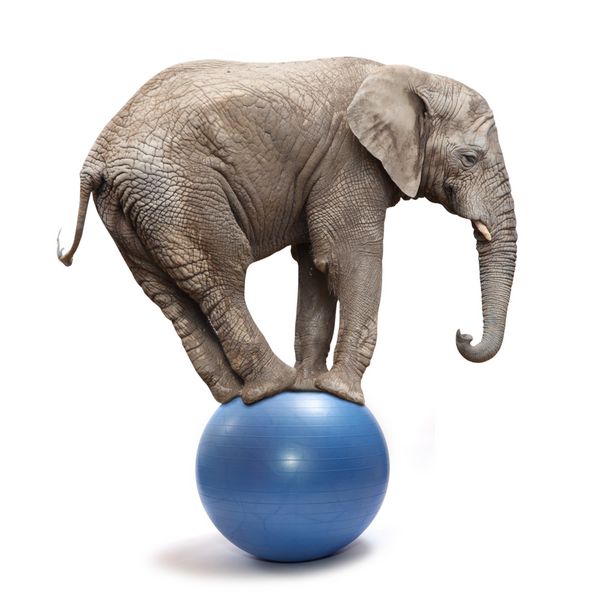 فیل آفریقایی Loxodonta africana در حال تعادل روی یک توپ آبی