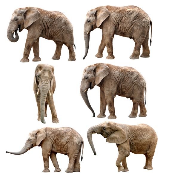 فیل های آفریقایی جدا شده روی سفید