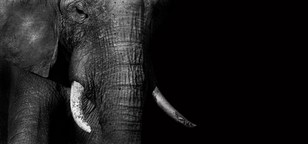 نمای نزدیک از یک فیل آفریقایی سیاه و سفید