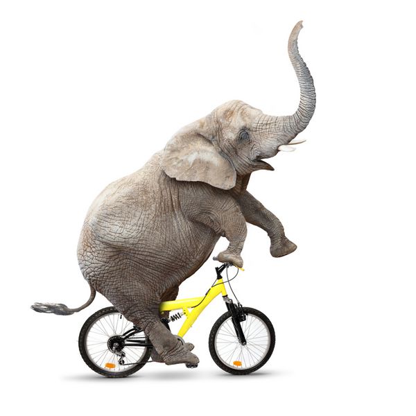 فیل آفریقایی Loxodonta africana دوچرخه سواری