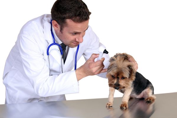 دامپزشک در حال معاینه یک سگ کوچک