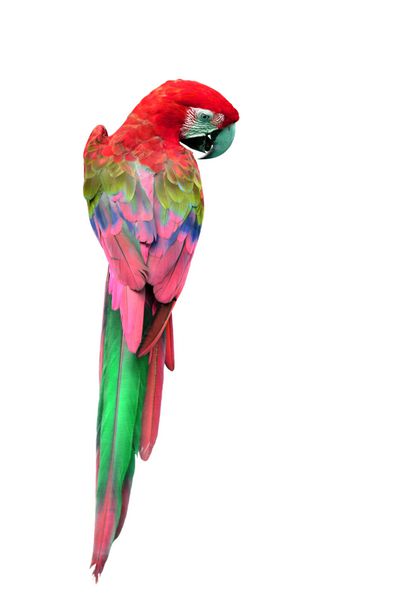 پرنده ماکائو قرمز رنگارنگ در نمای پشتی طوطی جدا شده در پس زمینه سفید