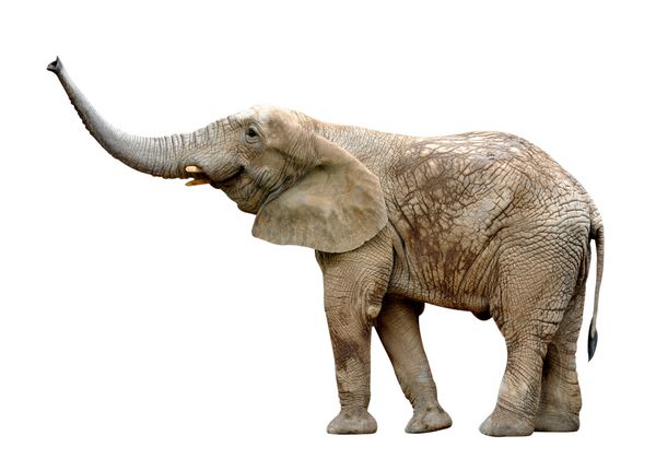 فیل آفریقایی جدا شده روی سفید