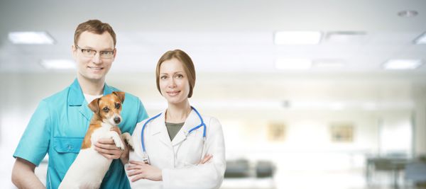 چند دامپزشک زن و مرد جوان در راهرو کلینیک دامپزشکی مدرن که سگ جک راسل تریر را در دست دارند هدر بنر افقی برای سایت