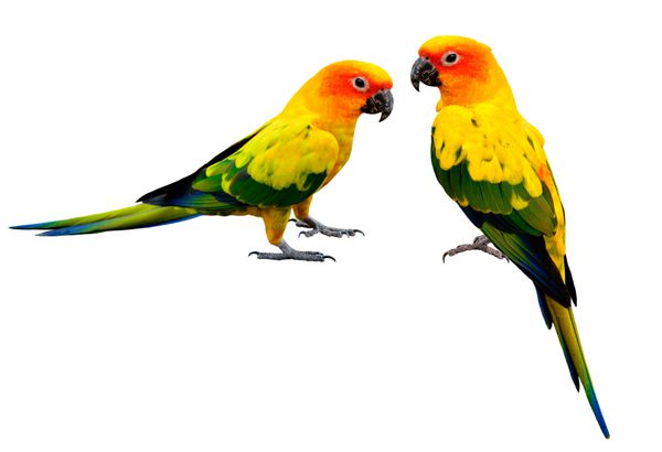 جفت سان کانور رنگارنگ پرندگان طوطی زرد زیبا که روی پس‌زمینه سفید جدا شده‌اند