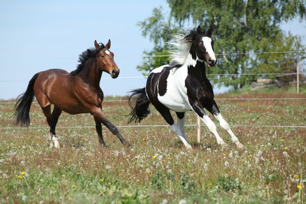 دو اسب شگفت انگیز با هم در مرتع بهاری می دوند
