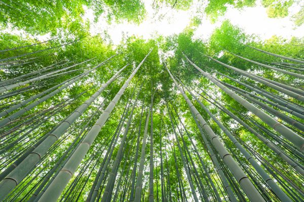 بیشه بامبو جنگل بامبو در آراشیاما کیوتو ژاپن
