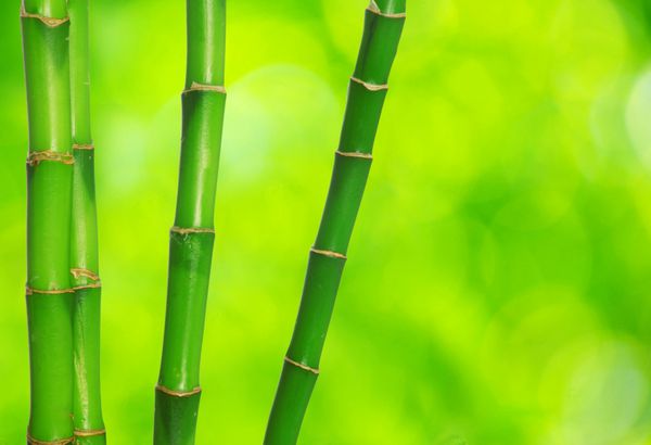 بامبو سبز جدا شده در پس زمینه سبز