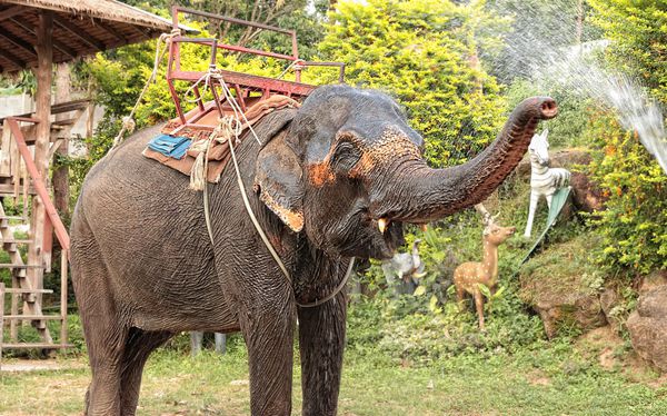 فیل بزرگ تایلندی