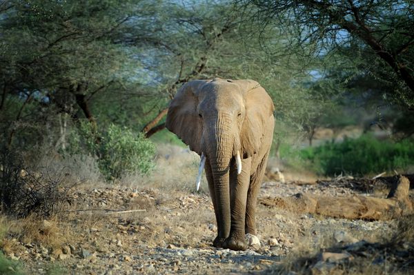 فیل در طبیعت - پارک ملی کنیا