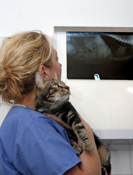 جراح دامپزشک زن در حالی که گربه‌ای را در دست دارد عکس‌برداری اشعه ایکس را بررسی می‌کند