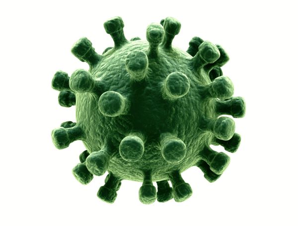 سلول ویروس باکتریایی جدا شده روی سفید
