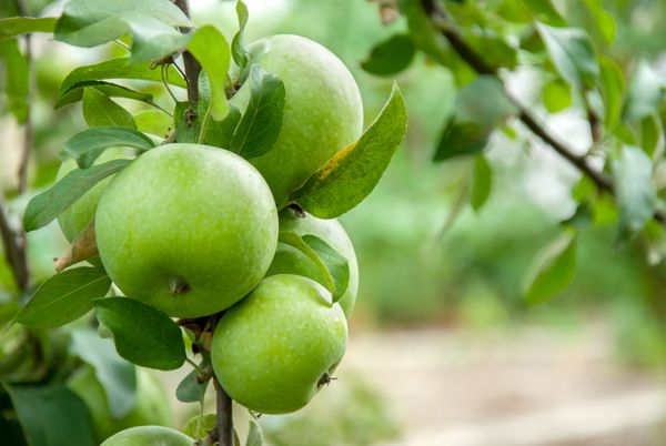 سیب سبز روی شاخه آماده برداشت در فضای باز تمرکز انتخابی