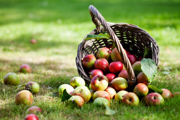 سیب های تازه و رنگارنگ در سبد تمرکز انتخابی