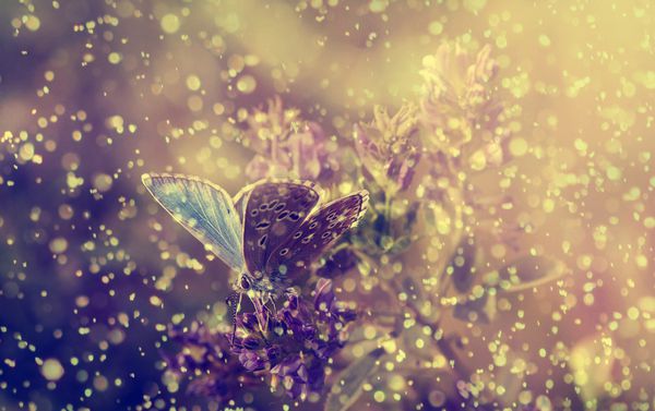 عکس قدیمی از پروانه در باران و غروب خورشید