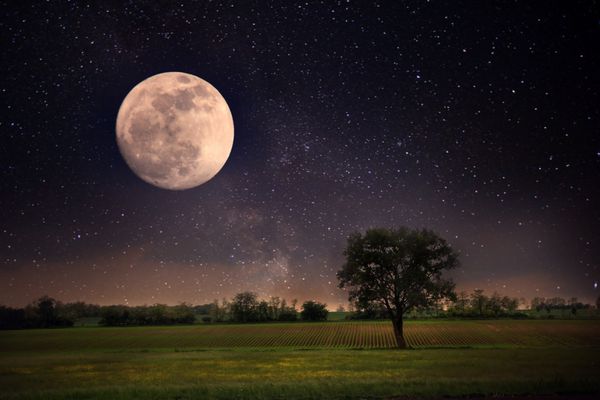 درخت و ماه تنها