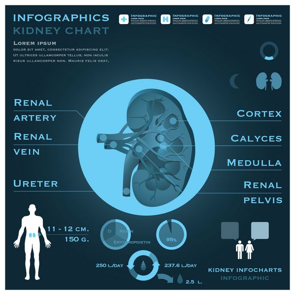 اینفوگرافیک کلیه اطلاعات بهداشت و پزشکی