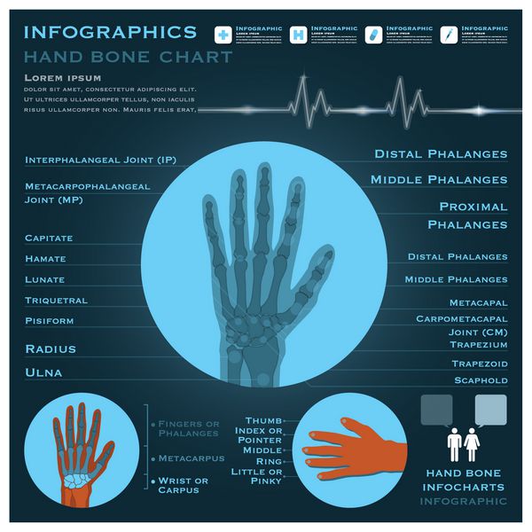 اینفوگرافیک استخوان دست پیشینه علوم بهداشتی و پزشکی