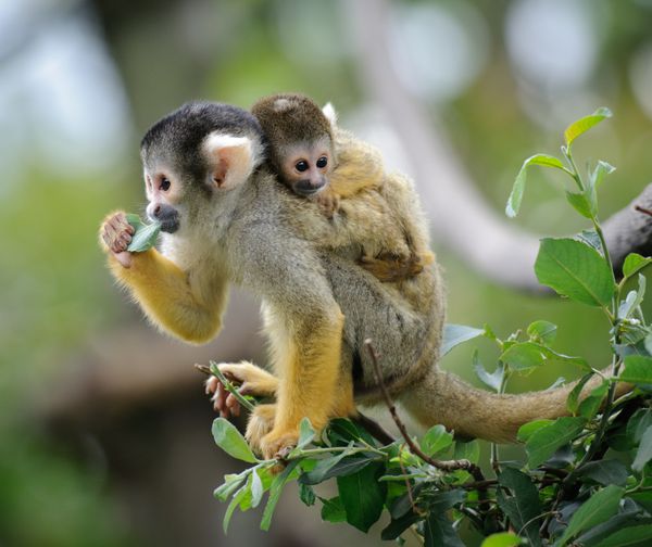 میمون سنجاب با کلاه سیاه که روی شاخه درخت با نوزاد کوچک نازش نشسته است