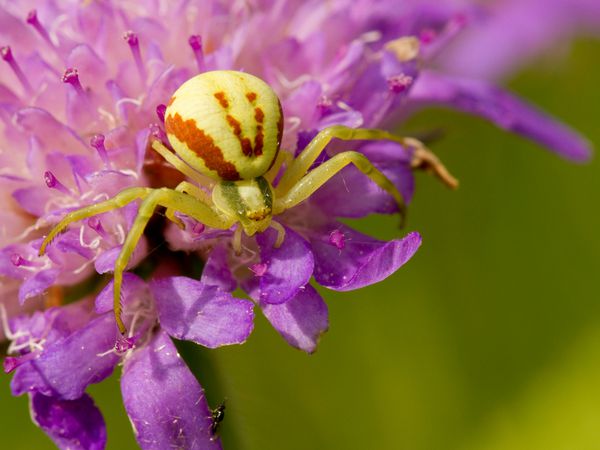 عنکبوت Goldenrod Crab نشسته روی یک گل - Misumena vatia
