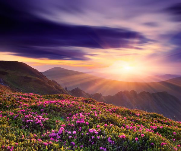 منظره بهاری با غروب زیبا در کوهستان و گل های رودودندرون