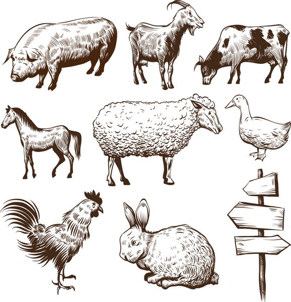 مجموعه ای از حیوانات مزرعه ای جدا شده بر روی پس زمینه سفید
