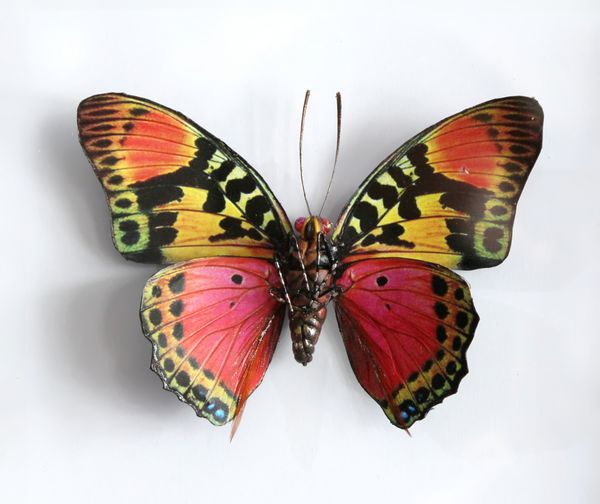 charaxes Fournierae Fournierae یک پروانه غول پیکر زیبا پر شده است
