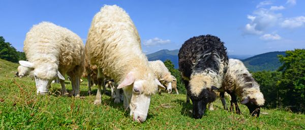 گوسفند در منظره تابستانی