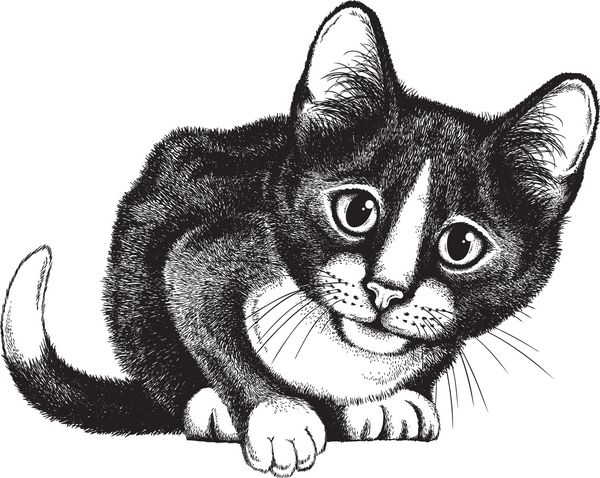 طرح وکتور گربه سیاه و سفید در حال خمیدن با حالتی کنجکاو در صورتش