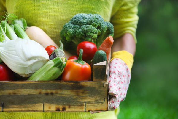 زنی که دستکش پوشیده با سبزیجات تازه در جعبه در دستانش نزدیک