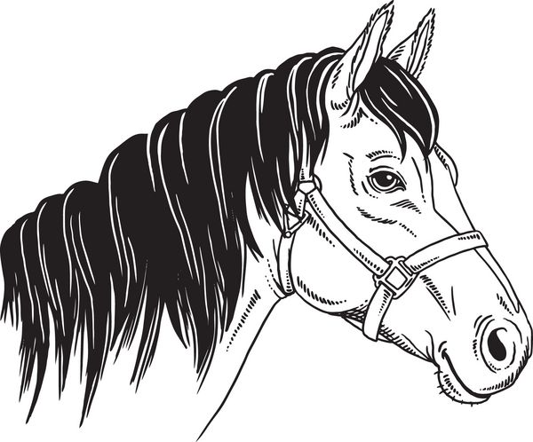 طرح سیاه و سفید صورت اسب وکتور پرتره