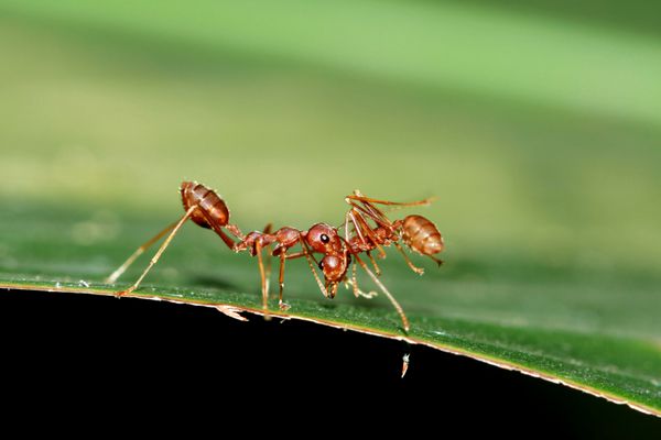 یک مورچه قرمز