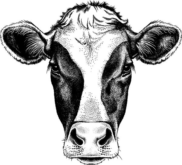 طرح سیاه و سفید از صورت گاو فریزین وکتور پرتره
