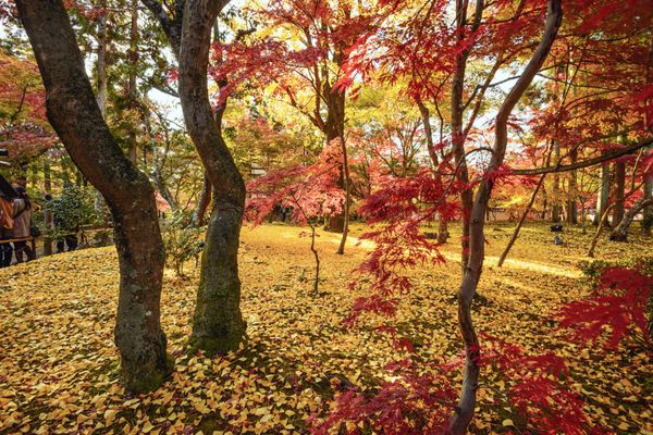 کیوتو ژاپن شاخ و برگ های سقوط در محوطه معبد ایکاندو