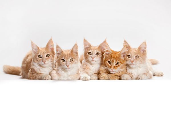 عکس بچه گربه های کوچک قرمز روی استودیو سفید