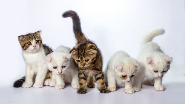 پنج بچه گربه