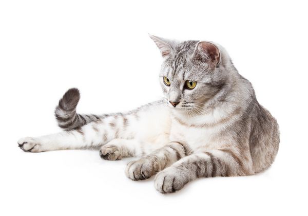گربه تبدار راه راه خاکستری جدا شده در پس زمینه سفید