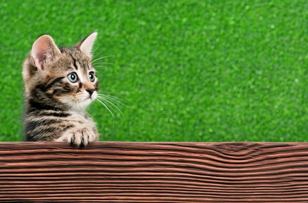 بچه گربه کوچک ناز با تخته چوبی در زمینه سبز