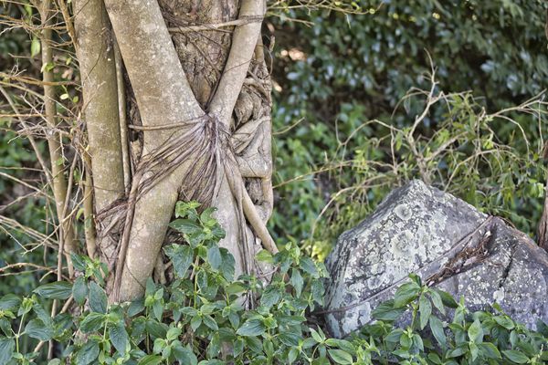 انجیر و تخته سنگ خفه کننده در جنگل بارانی کوئینزلند استرالیا