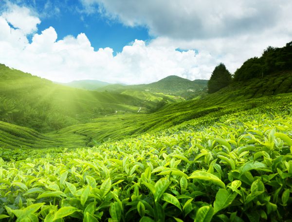 مزارع چای در ارتفاعات کامرون مالزی
