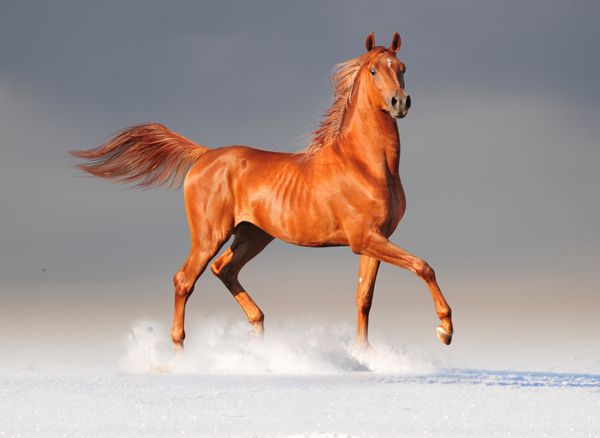 اسب عرب در زمستان