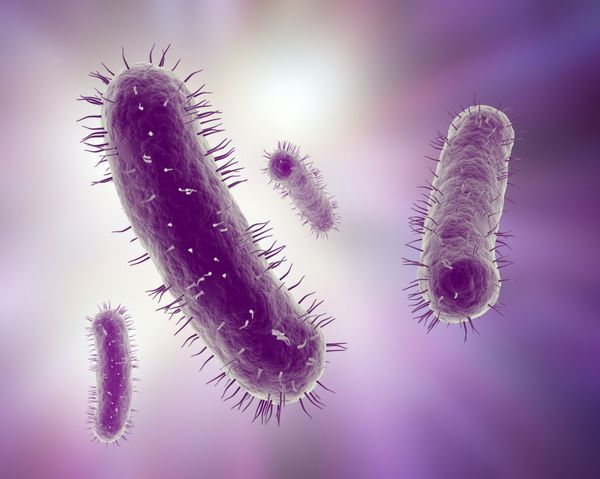 تصویر علمی باکتری ها
