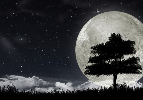 شبح یک درخت در برابر ماه بزرگ