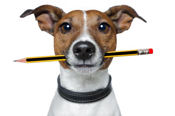 سگ با مداد و پاک کن