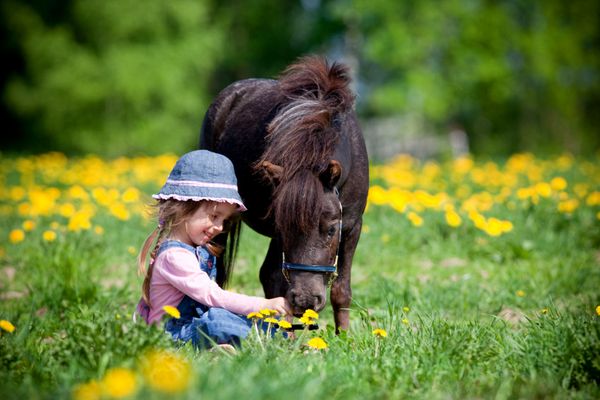 کودکی که در فصل بهار در مزرعه به اسب کوچک غذا می دهد