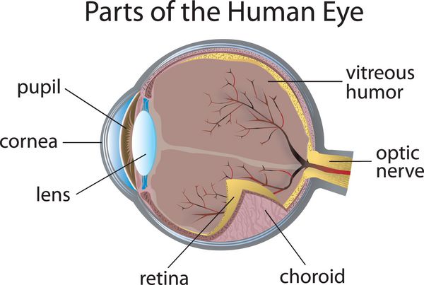 چشم انسان