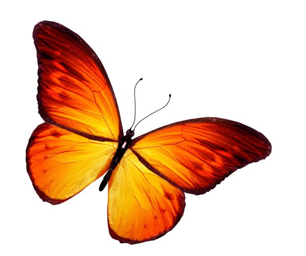 پروانه نارنجی جدا شده در زمینه سفید