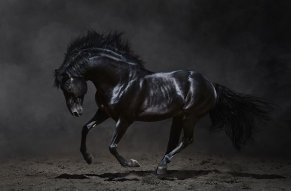 اسب سیاه در حال تاختن در پس زمینه تاریک