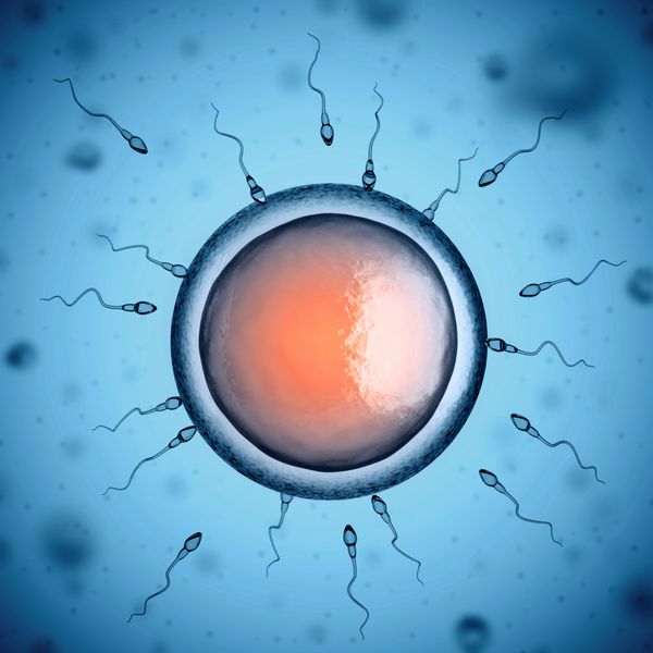 اسپرم و سلول تخمک